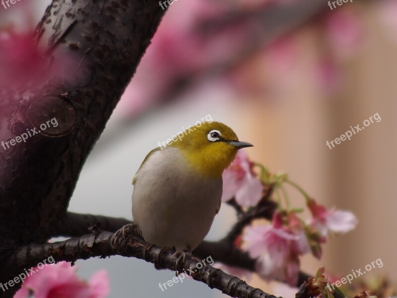 Green Embroidered Eyes Fuji Sakura Taipei Free Photos