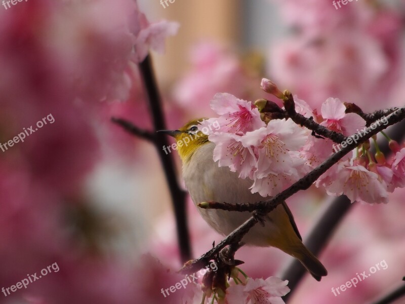 Green Embroidered Eyes Bird Fuji Sakura Free Photos