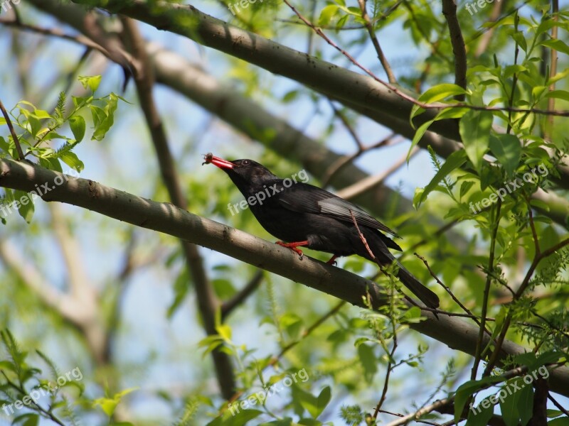 Black Bulbul 獵 Food Botanical Garden Taipei Free Photos