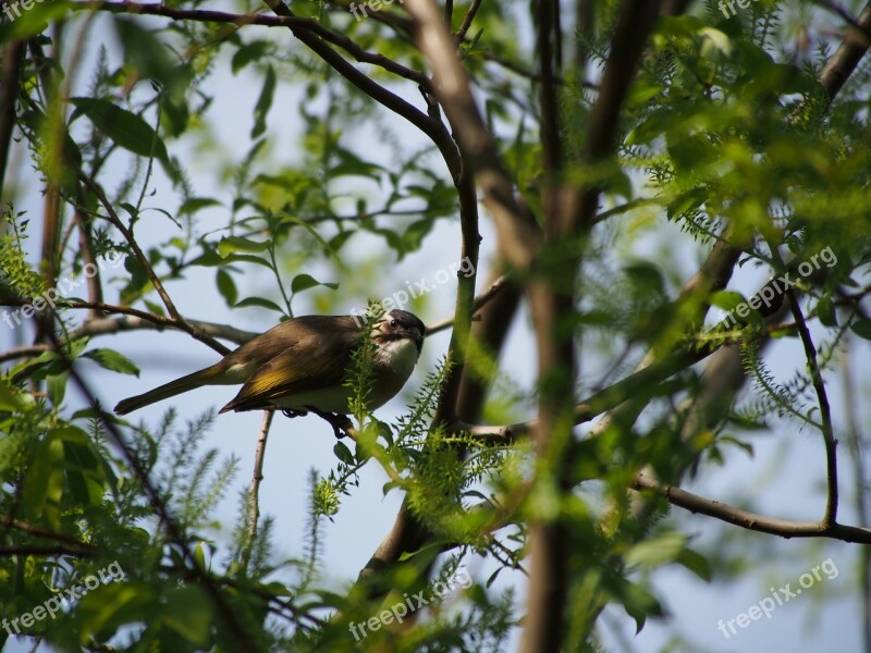 Thrush Bird Taipei Botanical Garden Free Photos