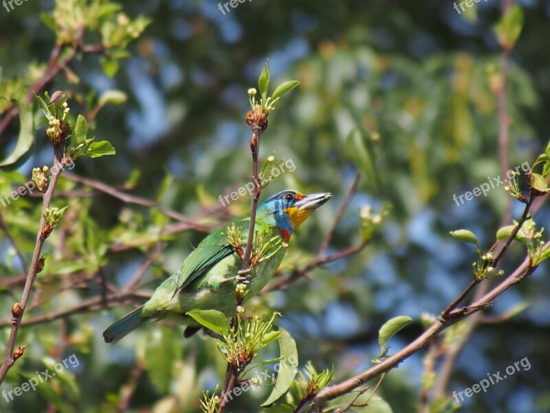 Colored Birds Taipei Botanical Garden Bird Free Photos