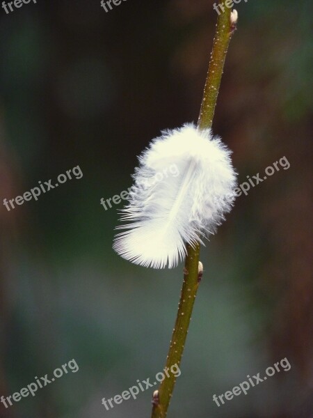 Feather Branch Tree Nature Birds