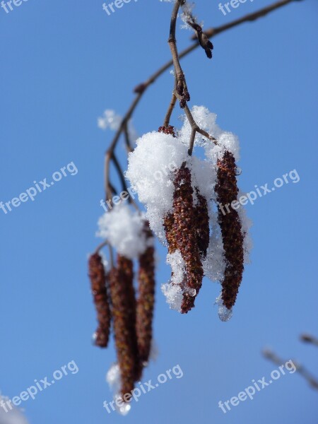 Hazel Bush Snow Hazelnut Frühlingsanfang