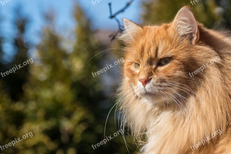 Cat Red Hair Hairstyle Red Hair