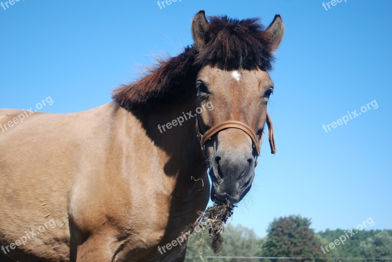 The Horse Horses Animal Hooves Horse