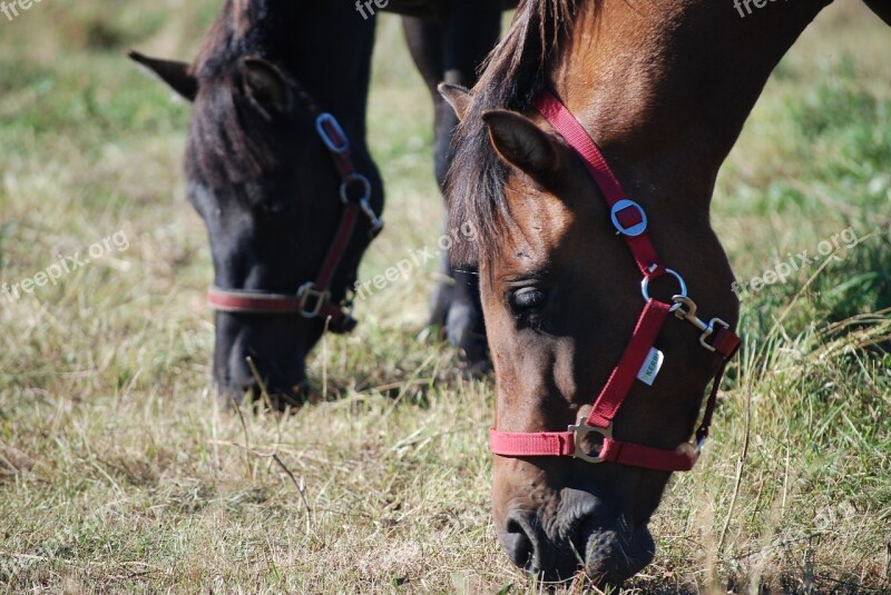 The Horse Horses Animal Hooves Horse