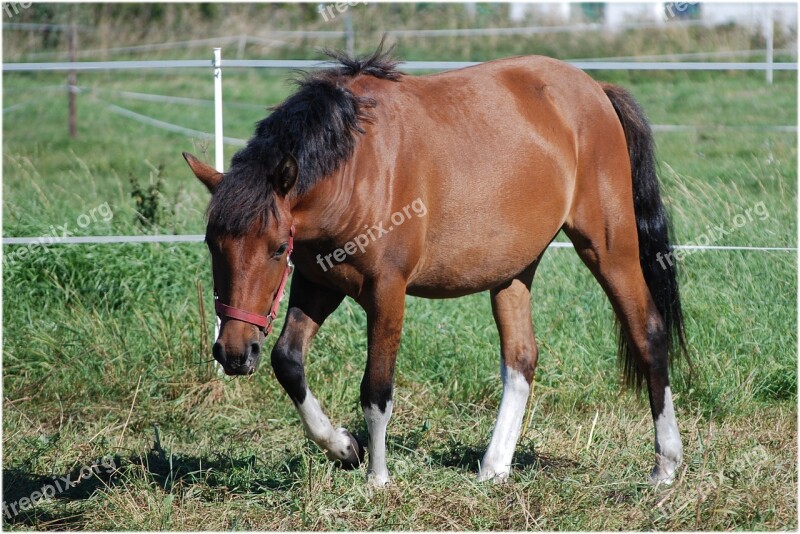 The Horse Horses Animal Hooves Horse