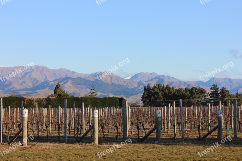 Vineyard Grapes Grapevine Landscape Viticulture