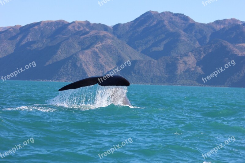 Humpback Whale Whale Tail Kaikoura New Zealand Free Photos