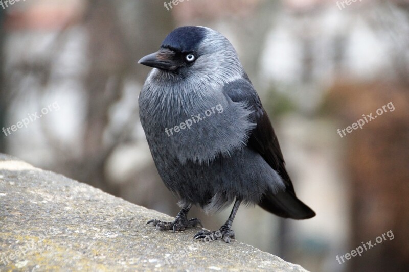 Jackdaw Bird Feather Beak Sitting