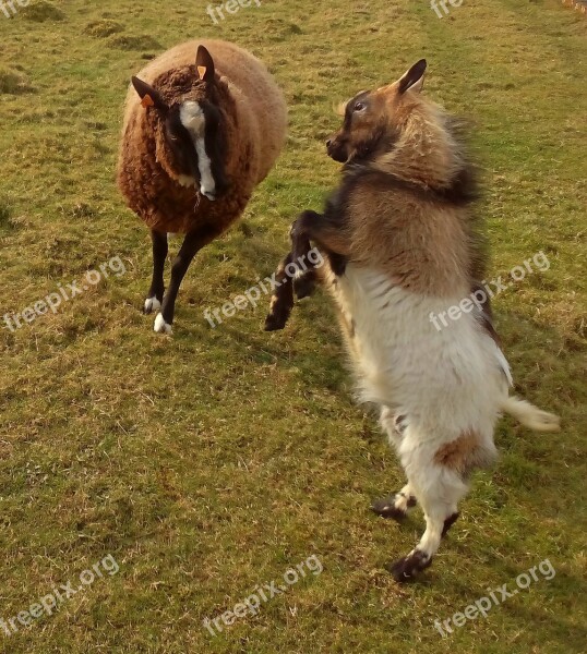 Sheep Animals Farm Animals Goat Prance