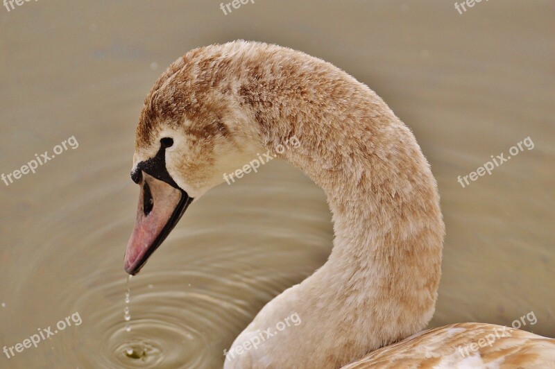 Swan Water Bird Animal World Pride Bird