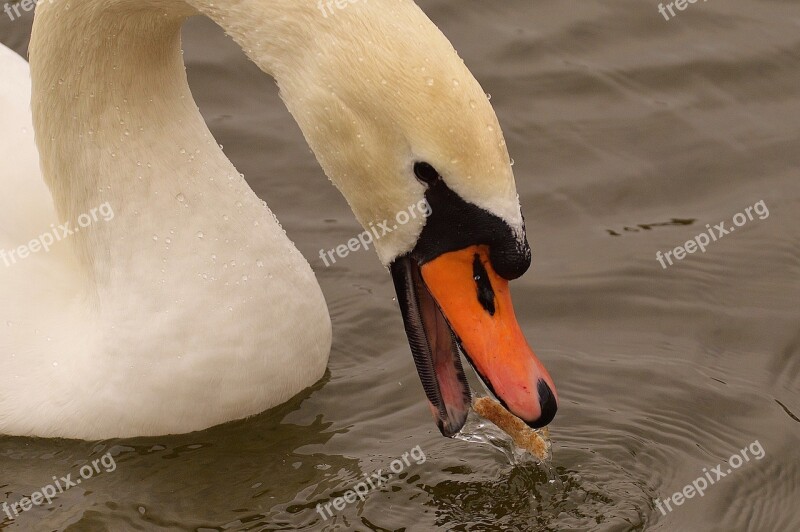 Swan Water Bird Eat Bread Animal World