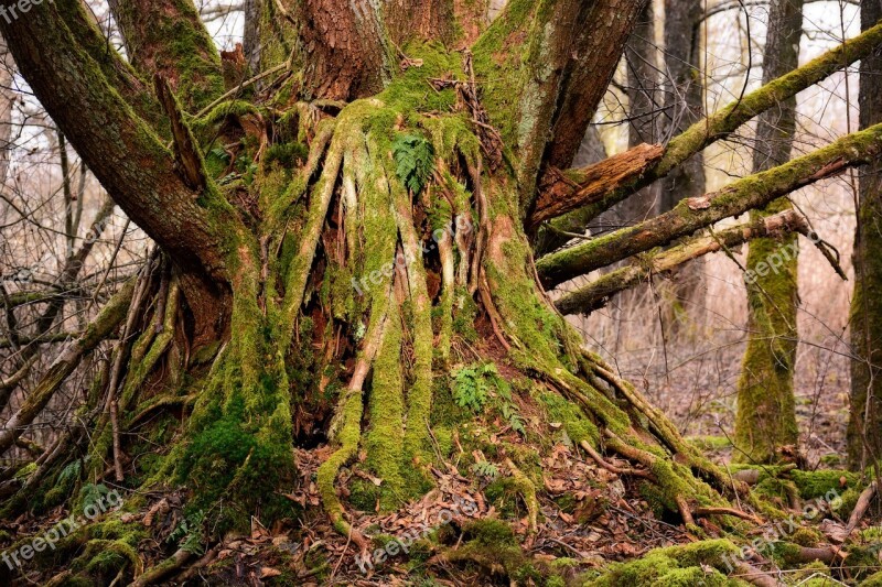 Tree Root Old Tree Root Nature