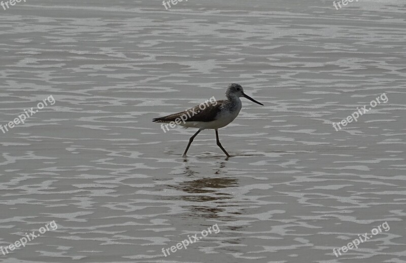 Sanderling Bird Fauna Aves Avian