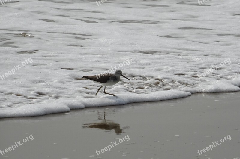 Sanderling Bird Fauna Aves Avian