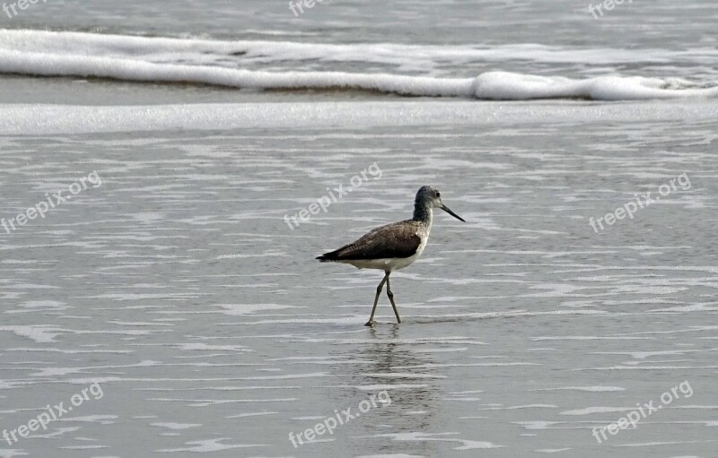 Sanderling Bird Fauna Aves Avian