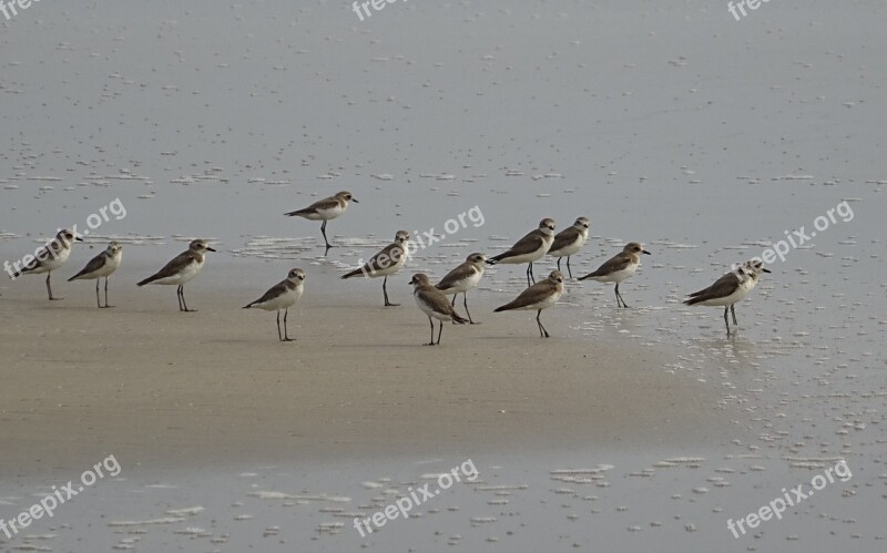 Lesser Sand Plover Bird Aves Fauna Avian