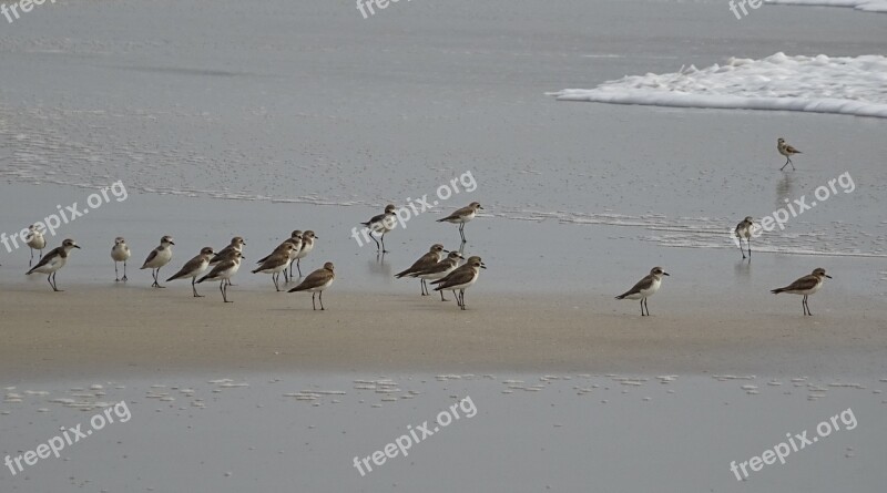 Lesser Sand Plover Bird Aves Fauna Avian