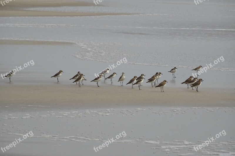 Lesser Sand Plover Bird Aves Fauna Avian