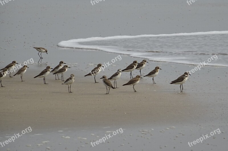 Lesser Sand Plover Bird Aves Fauna Avian