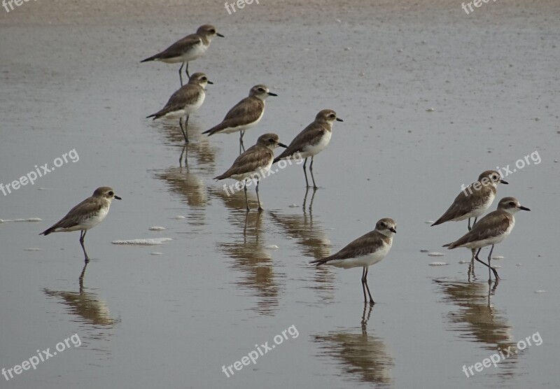 Lesser Sand Plover Bird Aves Fauna Avian