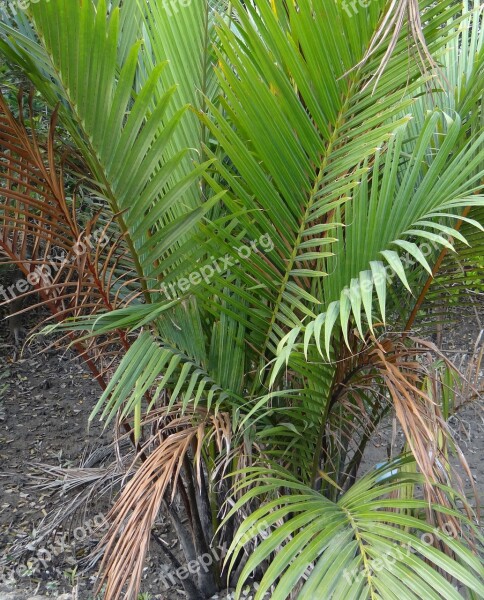 Golpatta Nipa Fruticans Palm Sundarbans Swamp