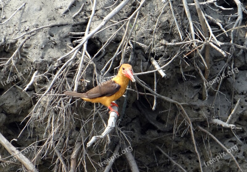 Brown-winged Kingfisher Pelargopsis Amauroptera Bird Sundarbans Swamp