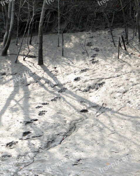 Pug Marks Mud Tiger Bengal Footprint