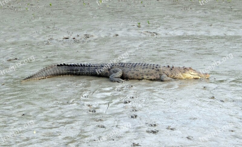 Saltwater Crocodile Crocodylus Porosus Estuarine Indo-pacific Crocodile Marine