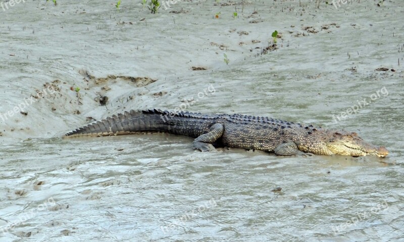 Saltwater Crocodile Crocodylus Porosus Estuarine Indo-pacific Crocodile Marine