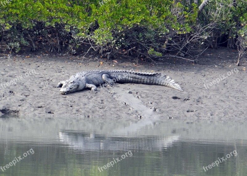 Saltwater Crocodile Crocodylus Porosus Estuarine Indo-pacific Crocodile Marine