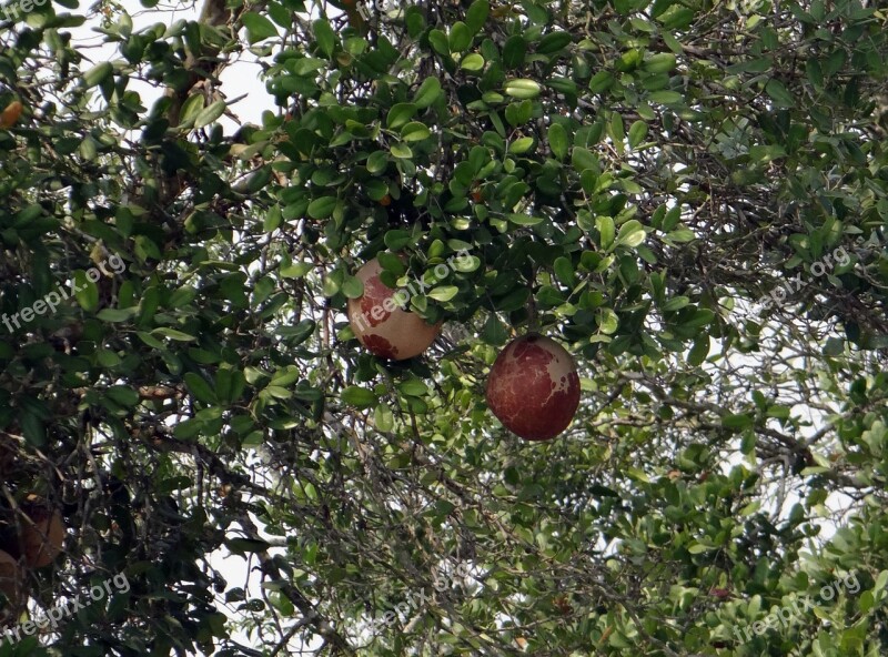 Dhundhul Dhundal Tree Mangrove Cannon-ball Tree Xylocarpus Granatum Meliaceae