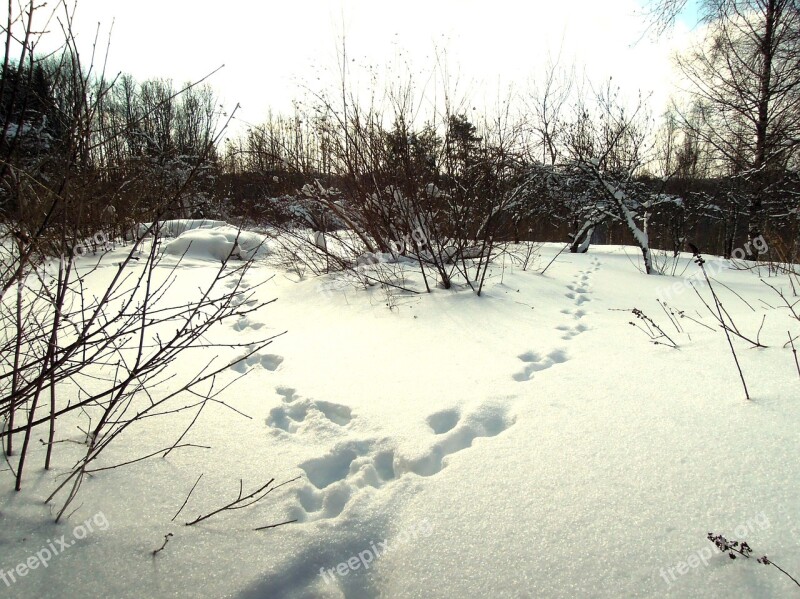 Snow Rabbit Hare Tracks Eläiment Tracks The Second