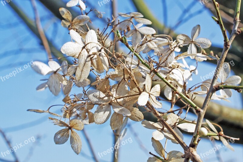 Spring Branch Wilted Bush White