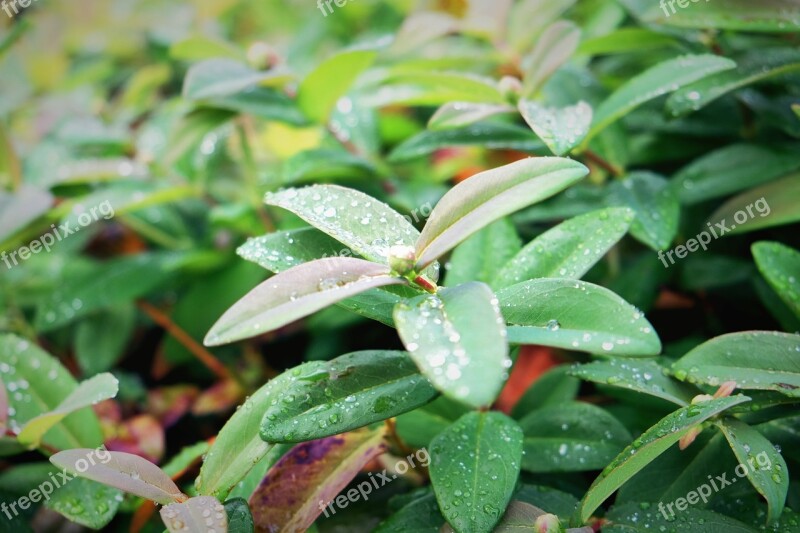 Leaves Foliage Green Leafs Greenery