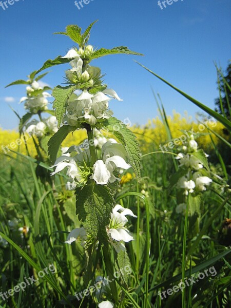 Dead Nettle Plant Oilseed Rape Summer Blue Sky