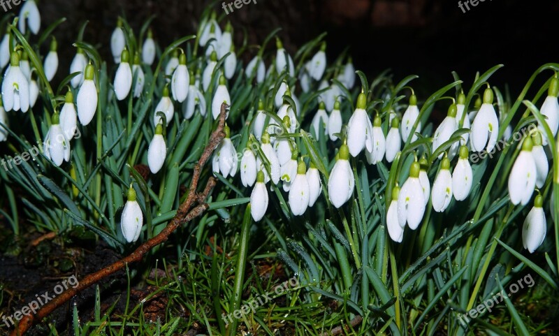 Snowdrop Flowers White Garden Bright