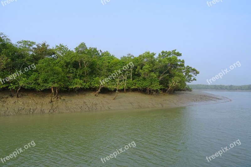 Mangroves Sundarbans Swamp Forest River