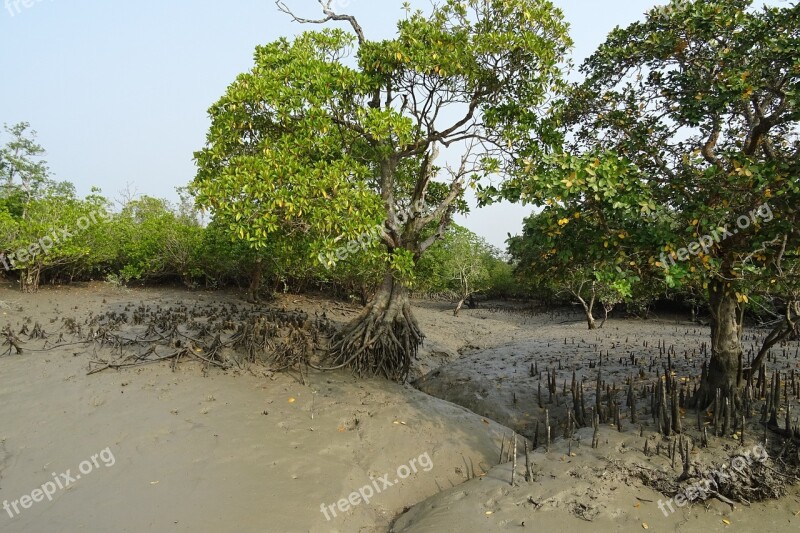 Mangroves Aerial Roots Sundarbans Swamp Forest