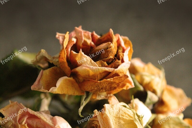 Flower Flowers Rose Bouquet Dry