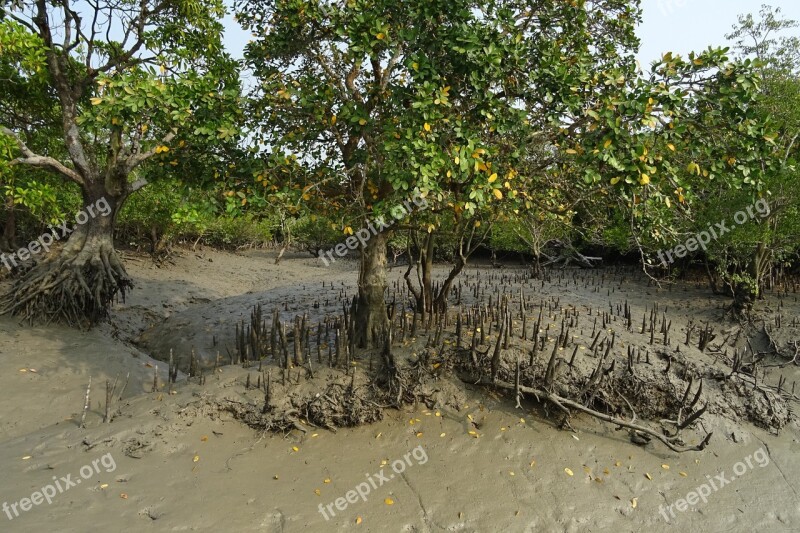 Mangroves Aerial Roots Sundarbans Swamp Forest