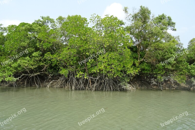 Mangroves Sundarbans Forest Stilt Root Rhizophora Apiculata