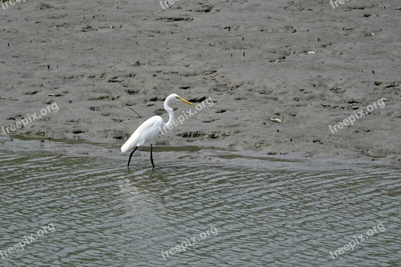 Great Egret Bird Sundarbans Swamp Forest