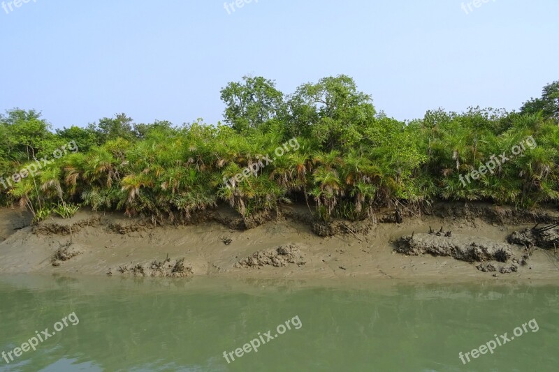 Mangroves Sundarbans Swamp Forest River