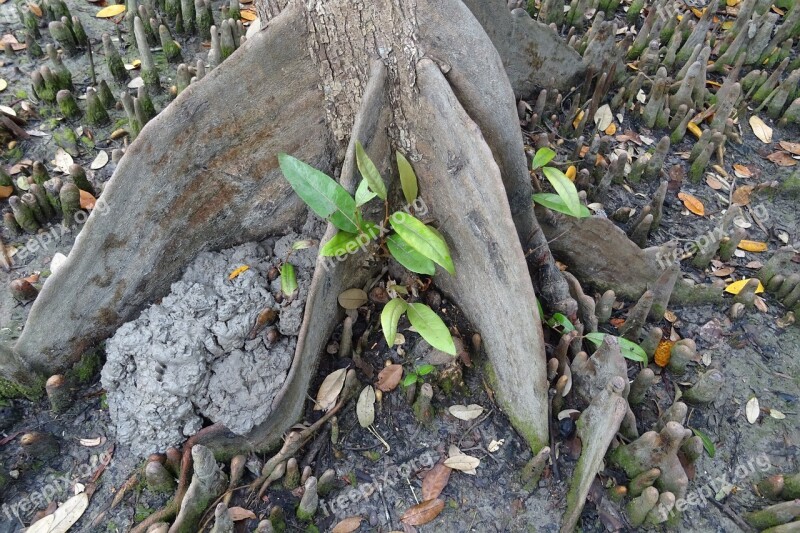 Sundari Tree Heritiera Fomes Mangrove Species