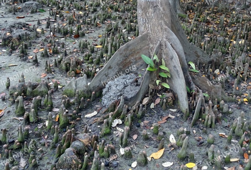 Sundari Tree Heritiera Fomes Mangrove Species