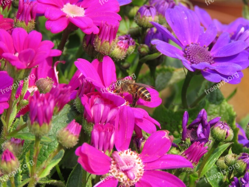 Flower Flowers Purple Bee Collecting Nectar