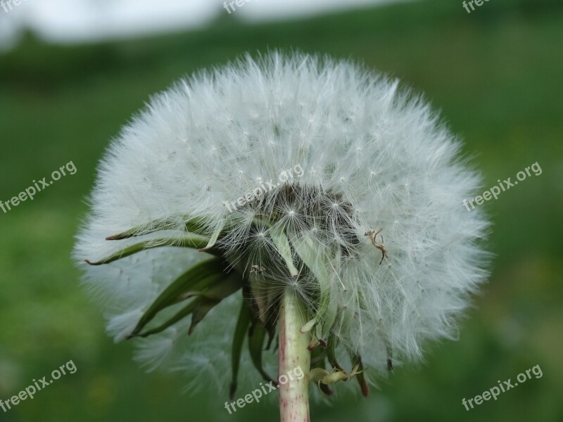 Dandelion Sonchus Oleraceus Nature Nuns Plant