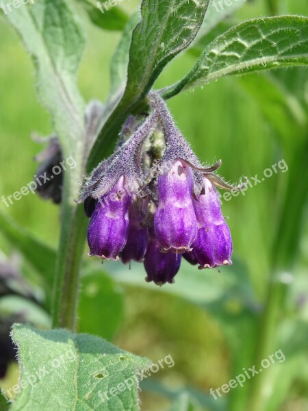 Flower Violet Ringtone Lungwort Little Flowers